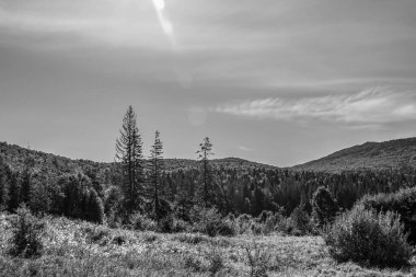 siyah ve beyaz bir dağ manzarası ve bir ağaç.