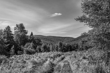 Ormandaki bir dağın güzel manzarası.