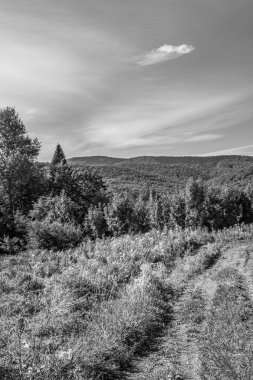Ormandaki bir ağacın siyah beyaz fotoğrafı.