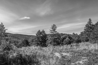 Ormandaki siyah beyaz bulutlar