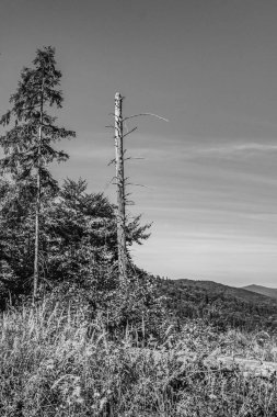 Karla kaplı ağaçlarla kaplı güzel kış manzarası