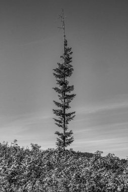 Ormandaki bir ağacın siyah beyaz fotoğrafı.