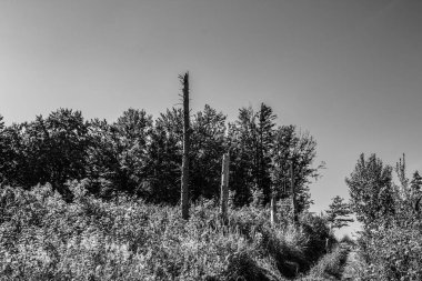 Ağacı ve ormanı olan güzel bir manzara.