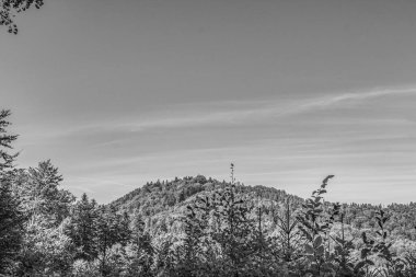 Ağaçlı ve ormanlı güzel dağ manzarası