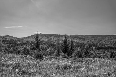 Siyah beyaz güzel yaz manzarası.