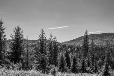 Ormanın siyah beyaz fotoğrafı.