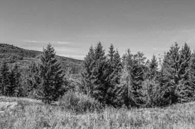 ağaçlar yeşil yaprakları ile