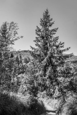 Ormanın güzel manzarası