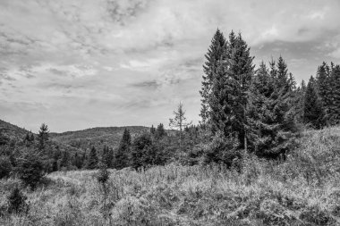 Ormandaki ağaçlarla kaplı siyah beyaz bir manzara.