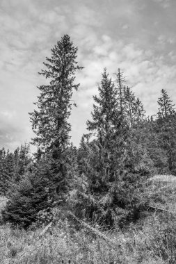 Karpat dağlarındaki çam ağaçlarının siyah ve beyaz görüntüsü, Ukrayna.