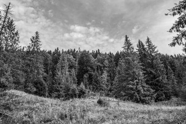 bir çam ormanının siyah beyaz fotoğrafı