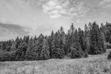 Önünde çam ağaçları olan çam ormanlarının siyah ve beyaz manzarası