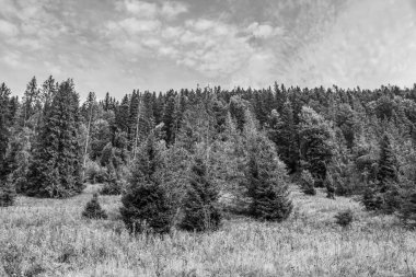 Ağaçlı çam ormanının siyah beyaz görüntüsü