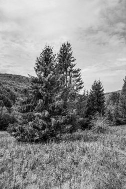 Ağaçlar ve ormanlarla dolu güzel bir manzara.
