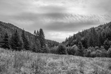 Ukrayna Karpatlarındaki Kara Orman