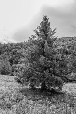 Dağlarda yalnız bir ağaç