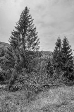 Ağaçlar ve ormanlarla dolu sonbahar manzarası