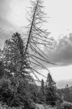 Bulutlu bir arka planı olan ormandaki bir ağacın gri tonlu görüntüsü.