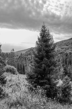 Dağ ormanının siyah ve beyaz manzarası