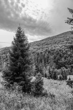 Yazın Karpatların siyah beyaz manzarası..