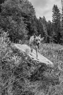 Kayalıklardaki köpek