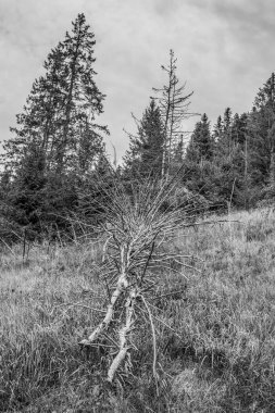 Ormandaki kuru bir ağacın dikey görüntüsü.
