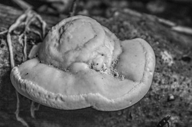 Ormanda büyüyen mantar