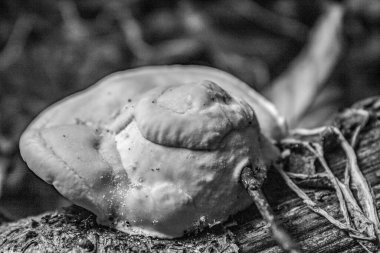 Ormandaki bir mantarı kapat.