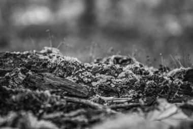 Bir ağaç gövdesinin yakın plan çekimi.