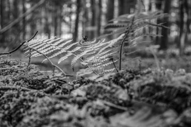 Beyaz otlu güzel bir orman