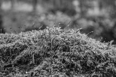 Siyah arka plandaki kuru beyaz çimlerin yakın plan çekimi.