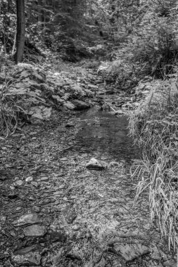 Ormanda orman ve kayalarla çevrili güzel bir nehir manzarası.