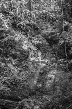 Ormandaki bir derenin siyah beyaz görüntüsü.