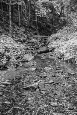 Ormandaki küçük bir dereden akan küçük bir dere. siyah beyaz fotoğraf.