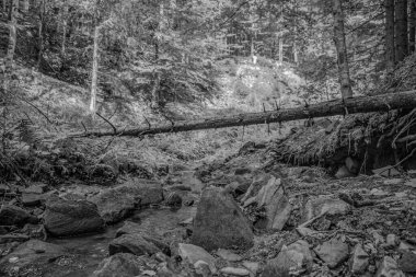 Ormanda güzel bir şelale