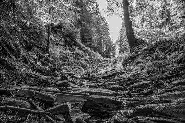 Siyah ve Beyaz Orman