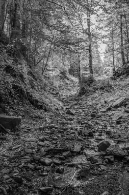 Güzel bir dağ ormanının siyah ve beyaz görüntüsü