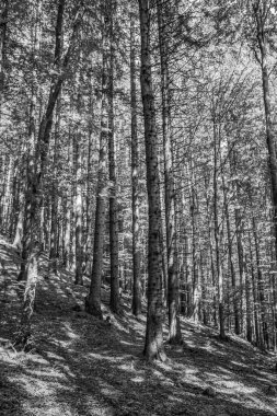 Siyah beyaz ormandaki güzel orman.