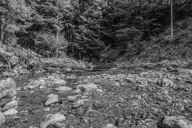 Ormanda akan bir nehir.