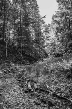 Yazın Karpat Dağları 'ndaki bir derenin siyah beyaz fotoğrafı..