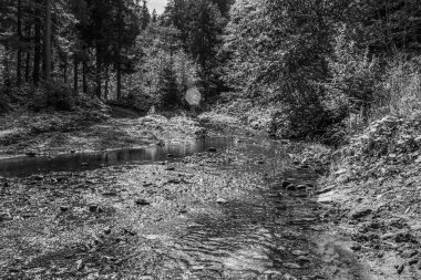 Ormanda güzel bir şelale.