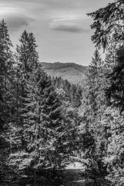 Ağaçlar ve ormanlarla dolu güzel sonbahar manzarası