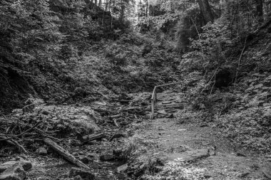 Ağaclı bir dağ nehrinin siyah beyaz fotoğrafı