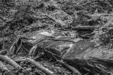 Ormandaki bir ağacın siyah beyaz fotoğrafı.