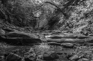 Ormandaki kayalarla çevrili bir nehrin güzel gri tonlu görüntüsü.