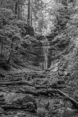 Ormandaki bir derenin siyah beyaz görüntüsü.