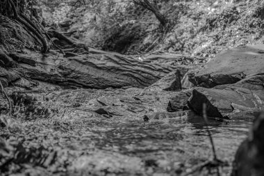 Parktaki nehrin güzel manzarası