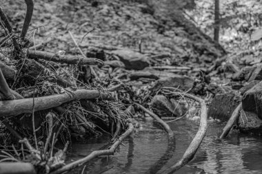 Ormandaki güzel nehir