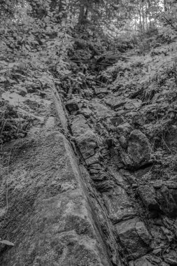 Yosunlu bir ağacın siyah beyaz fotoğrafı.