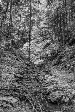 Güzel siyah beyaz ve beyaz orman